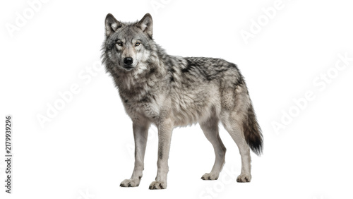 Gray Wolf Standing Isolated on White Background