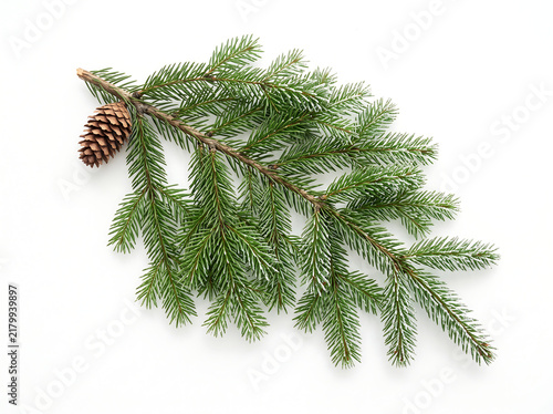Fresh spruce branch with cone