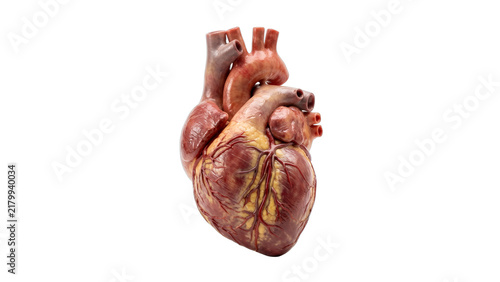 Heart Anatomical Model Isolated on White Background
