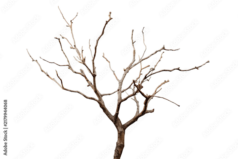 Fototapeta premium Bare Leafless Tree With Branches
