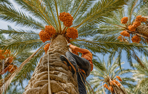 A man picks dates from the top of a date palm under a blue sky.