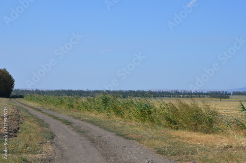 Empty dirt road winding through fields with green reeds and dry grass on a sunny day. Wide countryside landscape under a clear blue sky with a distant forest line on the horizon.