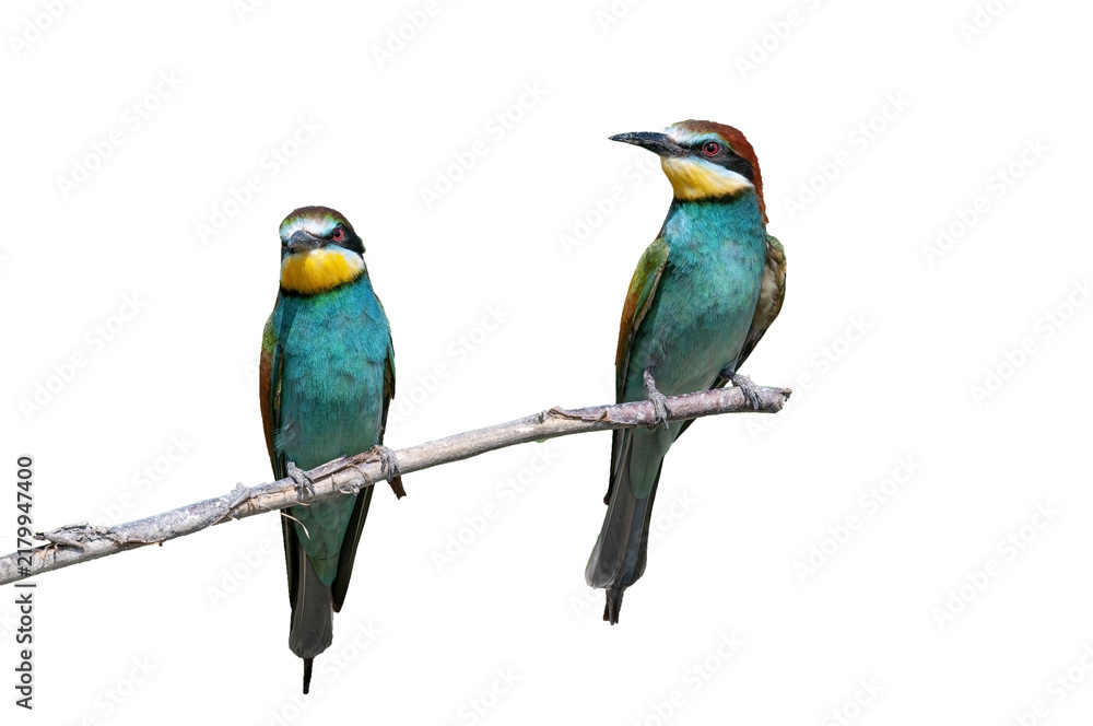 Fototapeta premium Two European Bee-eaters (Merops apiaster), perched side by side on a branch against a transparent background, catching the eye with their vibrant plumage.