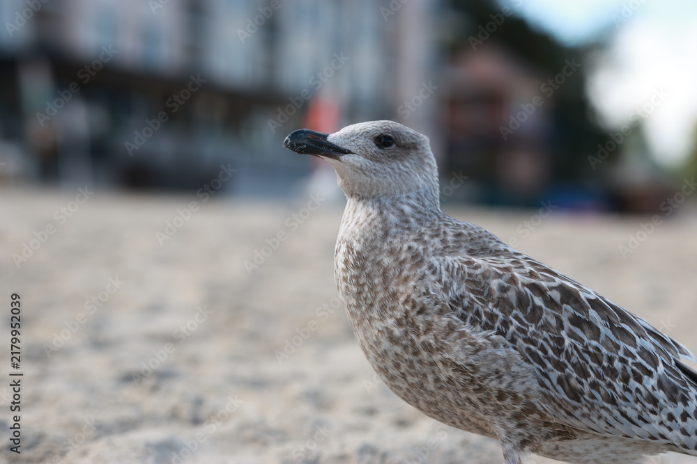 Obraz premium Young seagull standing on sandy beach and turning head. Juvenile bird looking around on shore. Wild seabird in natural coastal habitat on summer day.