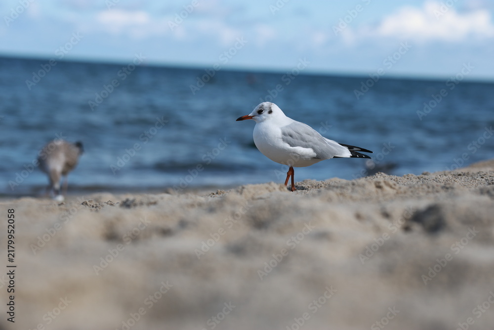 Fototapeta premium Seagull standing on sandy beach at water edge with rolling sea waves. Wild seabirds swimming on sea surface. Coastal nature and wildlife concept.