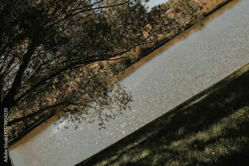 Foto asymmetrical tree over glimmering pond