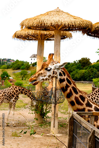Photography giraffe in the zoo