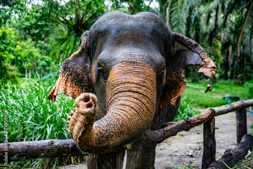 Photography Two Asian elephants are standing by the wooden fence in the enclosure