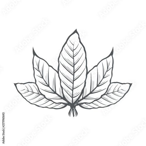 Black and white tobacco leaf vector illustration