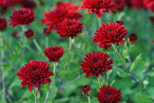 Dense blooming red double decorative chrysanthemum morifolium, flowers in garden. Bright autumn floral background with fresh blossoms, buds and green foliage. Plant breeding, gardening, cultivation