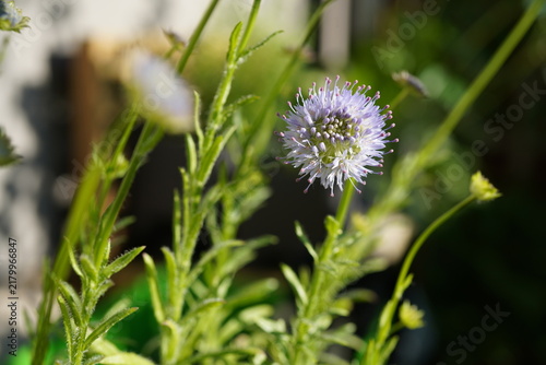 фотографія Close-up of a flowering sheep’s-bit (Jasione montana) with a delicate blue-violet spherical flower head in warm sunlight and soft green bokeh background