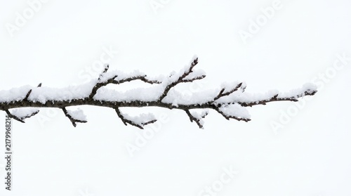 Snow covered branch branches on a white background
