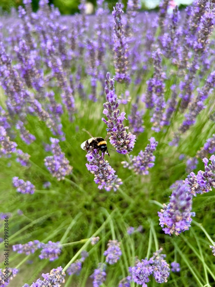 Fototapeta premium bee on lavender