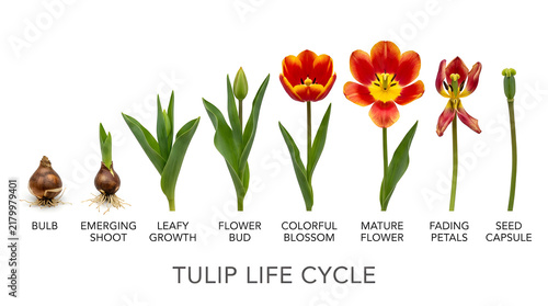 The life cycle of a tulip, from bulb to seed capsule, beautifully illustrated