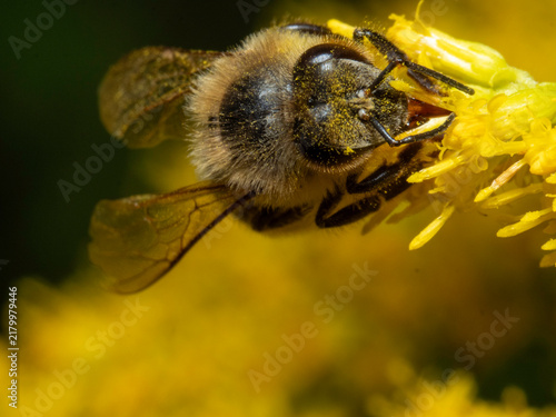 Foto Bee gathers nectar from a bright yellow flower