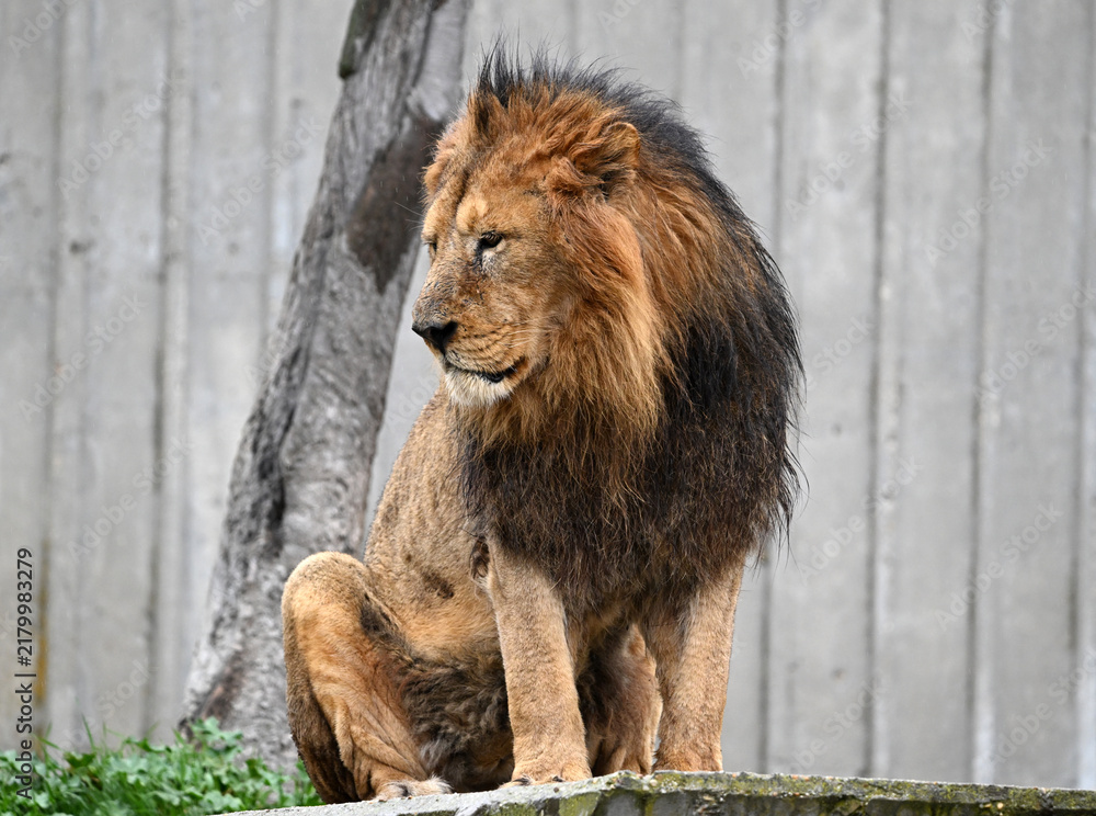 Fototapeta premium the serious gaze of a powerful lion