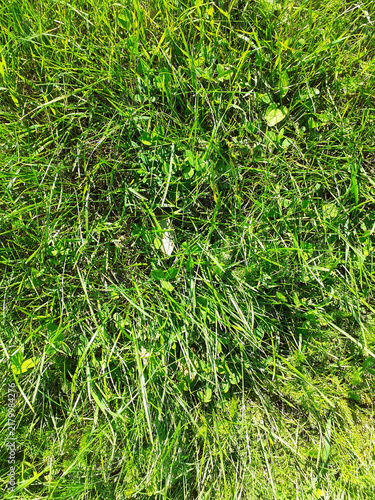 Bild auf Leinwand Lush Green Grass Lawn in Nature