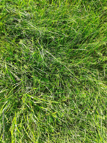 Foto Lush Green Grass Field