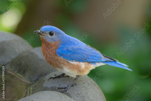 Fotografía Eastern Bluebird preparing to bathe