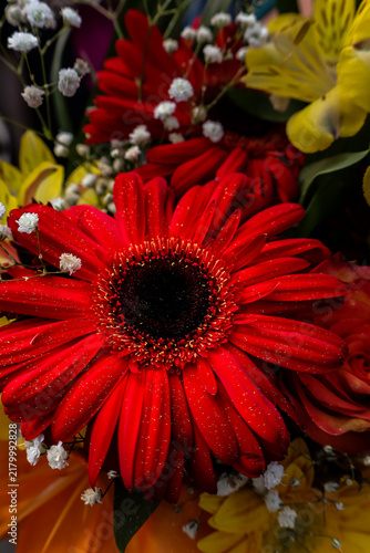 Фотография Vibrant red gerbera daisy flower close up in colorful floral bouquet
