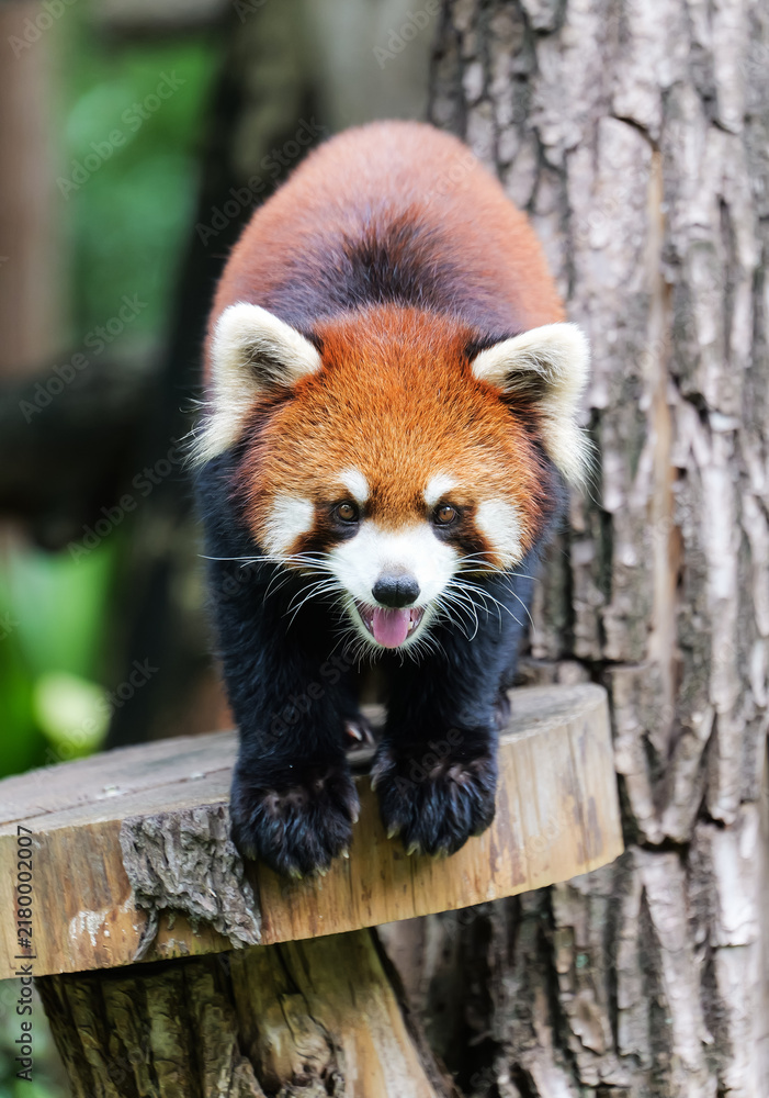 Obraz premium The red panda sticking out its tongue and looking cute, lowering its head to make eye contact