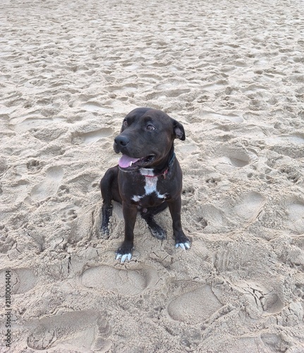 A Happy Black Dog Sitting On The Sandy Beach During A Sunny Day Out For A Walk In The Nature