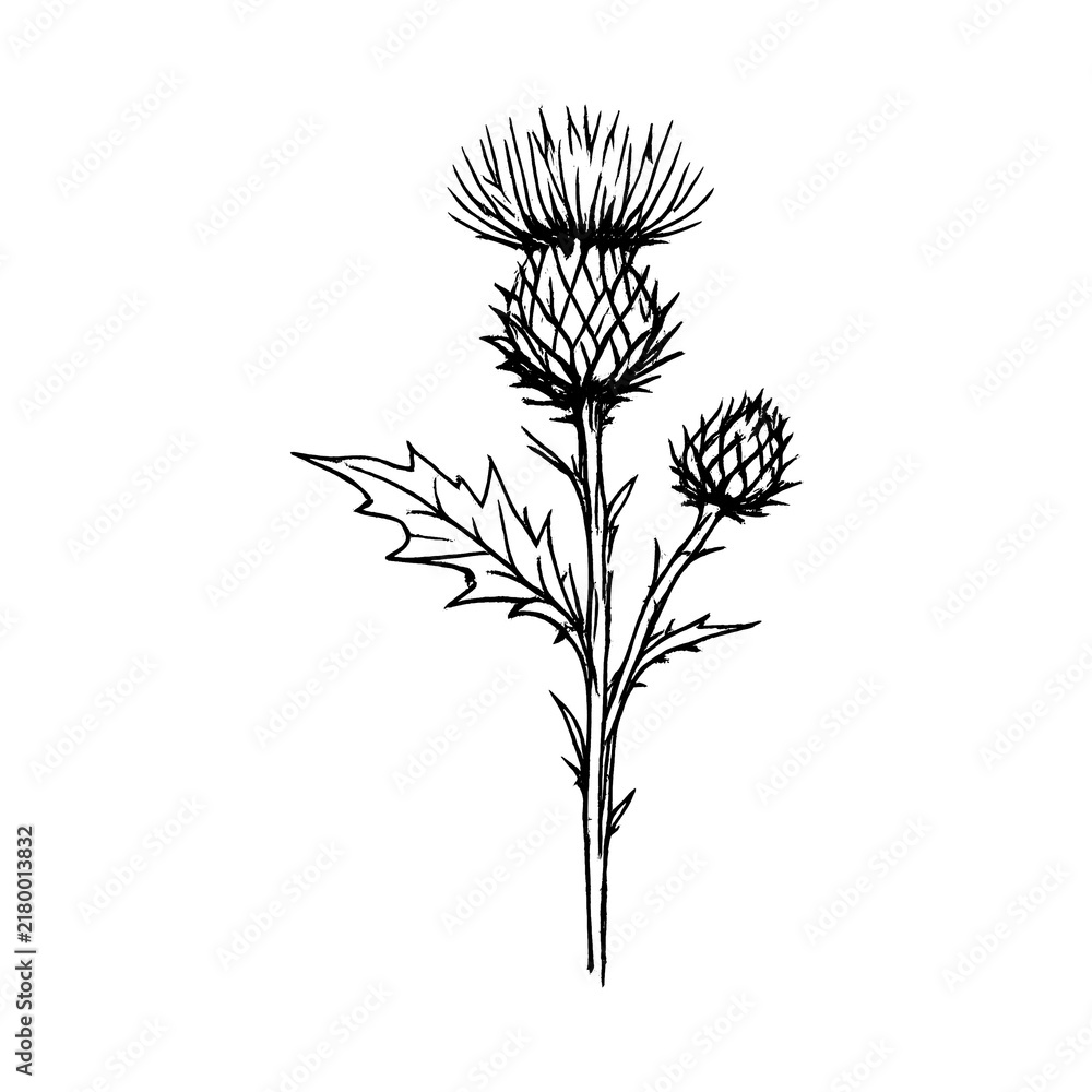Obraz premium PNG Elegant botanical thistle illustration