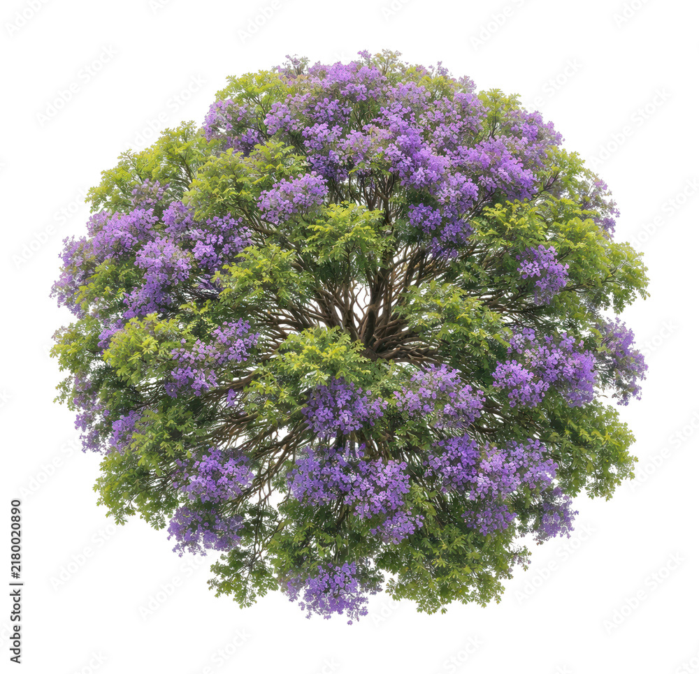 Obraz premium PNG Vibrant purple-flowered tree top.