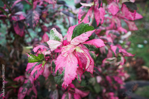 Cuadro en lienzo Variegated Plant with Pink and Green Leaves in Garden