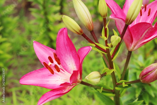 バイカラーの百合の花　アルバタックス