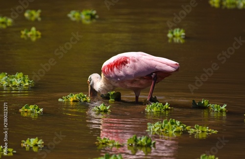Fotografie pink spoonbill in the water