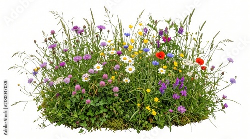 Wildflowers cluster together to form a dense and vibrant botanical arrangement on a clean white background.