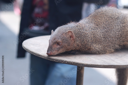 Fotografía Close-up of a brown mongoose resting on a wooden table outdoors