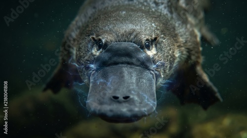 Underwater macro portrait of a platypus showing electrolocation energy effects on its bill in dark water.