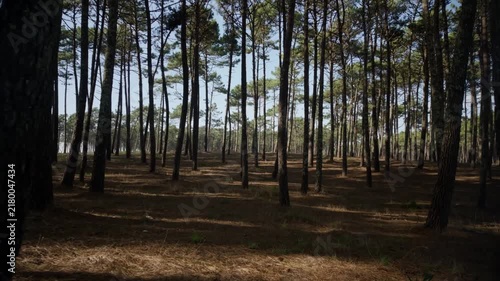 Slender pine tree trunks cast long shadows across a floor covered in dry pine needles. Sunlight filters through the dense canopy to illuminate the rough bark and sandy forest soil.