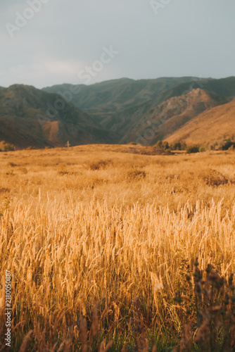 Golden wild grass meadow against mountain hills near Svinchatka at Irtysh river in East Kazakhstan