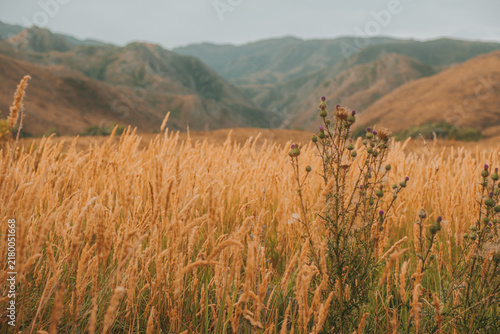Golden wild grass meadow against mountain hills near Svinchatka at Irtysh river in East Kazakhstan,  field thistle