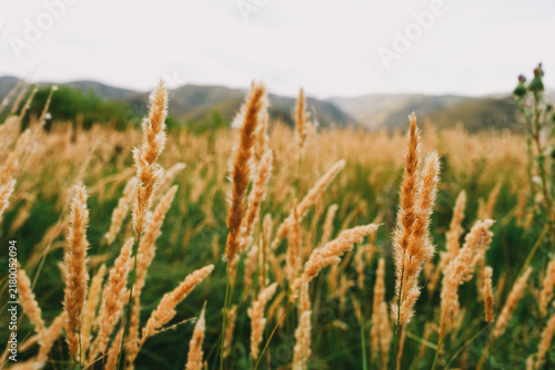 Field of tall golden cereal grass with rolling hills in background near Irtysh river in Svinchatka East Kazakhstan