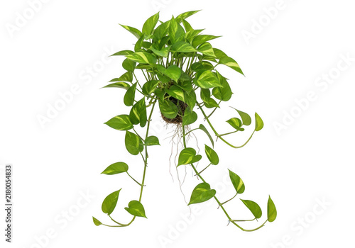 Green pothos plant in a white pot