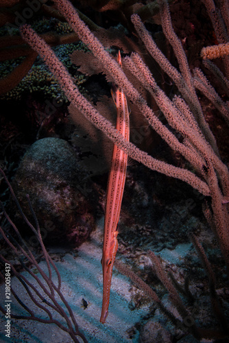 Trumpetfish in the Gorgonia in Curaçao 