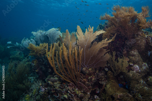 The Coral at Oostpunt, Curaçao 4