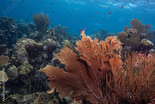 The Coral at Oostpunt, Curaçao 2