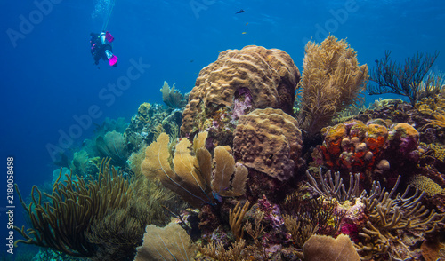 A Diver for Scale of Coral at Oostpunt, Curaçao