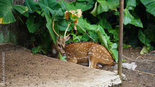 Photography white tailed deer