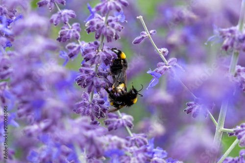 Foto Three buff-tailed bumblebee (Bombus terrestris) characteristic black-and-yellow striped body and fuzzy texture