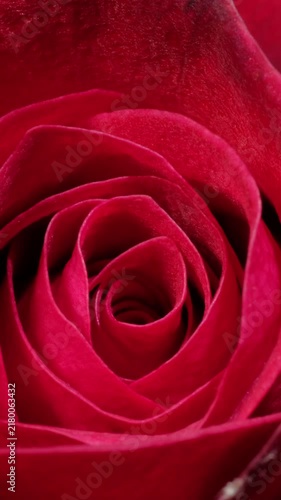 Beautiful rose flower blooming time lapse isolated on black background.