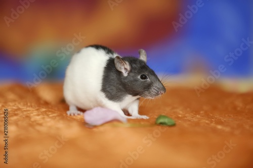 Coloured rat (Rattus novegicus forma domestica), young animal