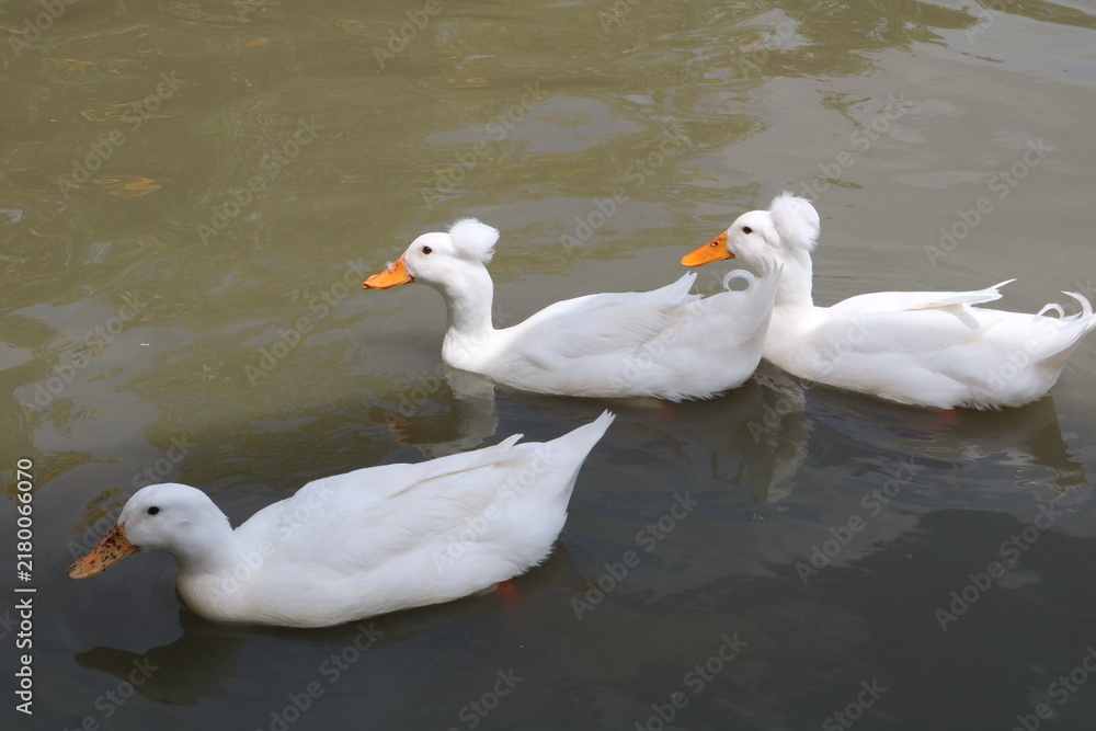 Fototapeta premium ducks on the water