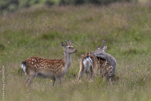 Sika deer (Cervus nippon) in bast, in summer also adult animals have light-coloured spots on the coat, subspecies Japanese Sika deer, summer coat, coat care, Denmark