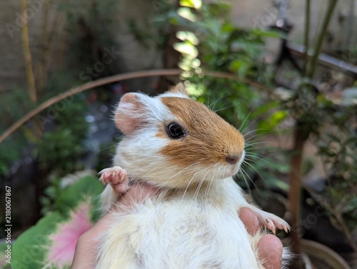 Cute brown and white guinea pig held in hand outdoors in a garden. Fluffy domestic rodent pet photo for animal lover, stock, and educational content.
